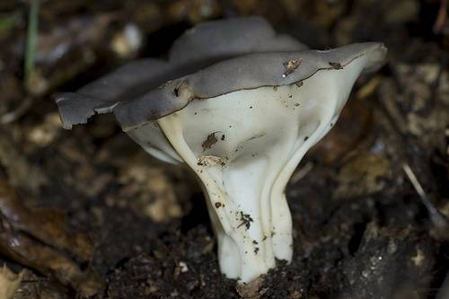 Helvella costifera